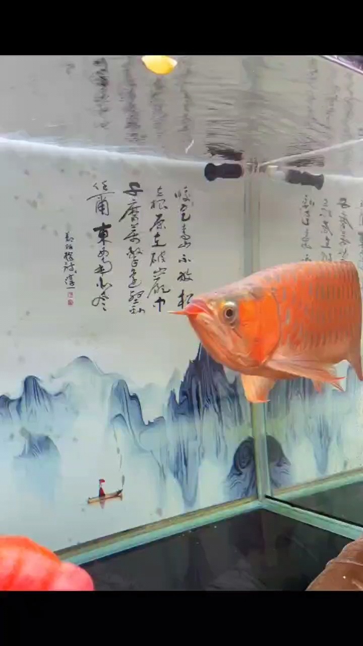 來(lái)個(gè)細(xì)節(jié) 來(lái)個(gè)細(xì)節(jié) 龍魚(yú)論壇