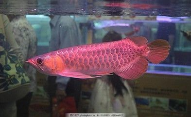 紫焰紅龍魚：探討紫焰紅龍魚