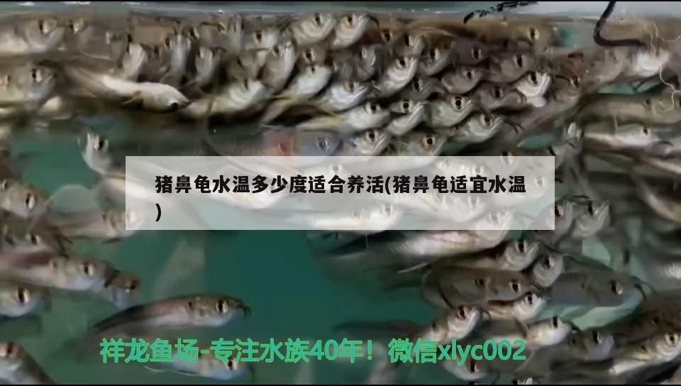 豬鼻龜水溫多少度適合養活(豬鼻龜適宜水溫)