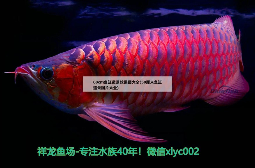 紅龍魚用黃燈烤有用嗎 60cm魚缸造景效果圖大全(50厘米魚缸造景圖片大全) 紅龍魚百科 60cm魚缸造景效果圖大全(50厘米魚缸造景圖片大全) 60cm魚缸造景效果圖大全(50厘米魚缸造景圖片大全) 紅龍魚百科