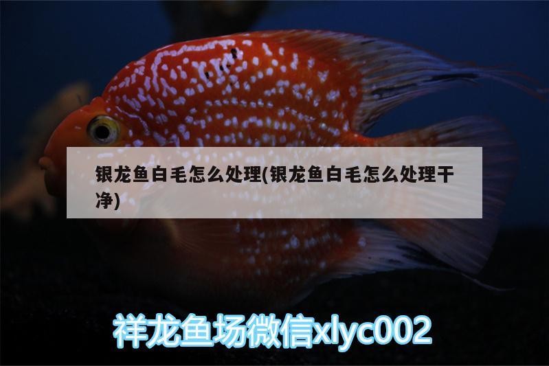銀龍魚白毛怎么處理(銀龍魚白毛怎么處理干凈)