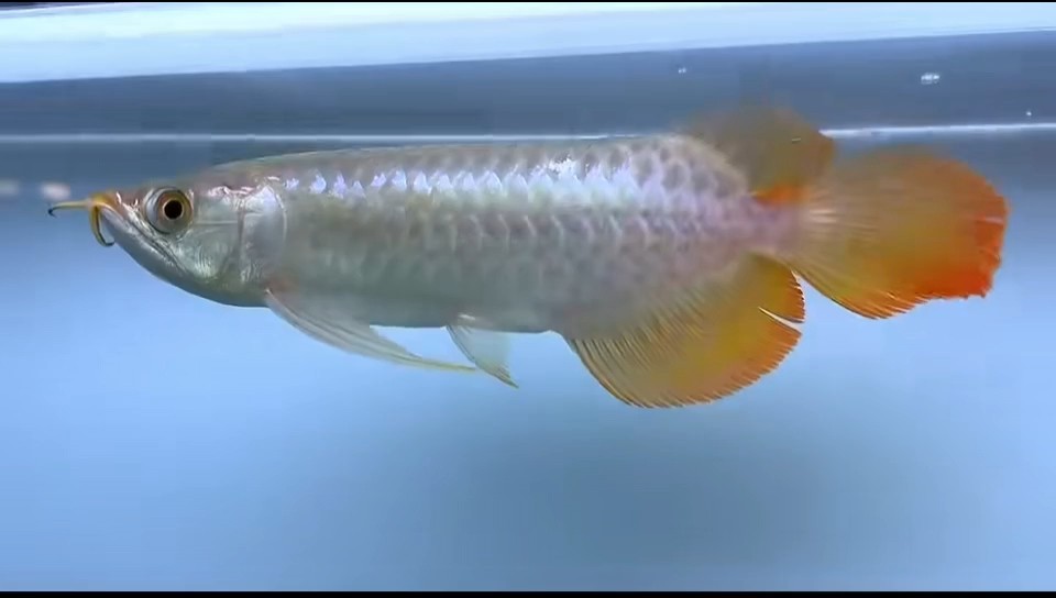 赫舞紅龍魚芯片尾號1379
