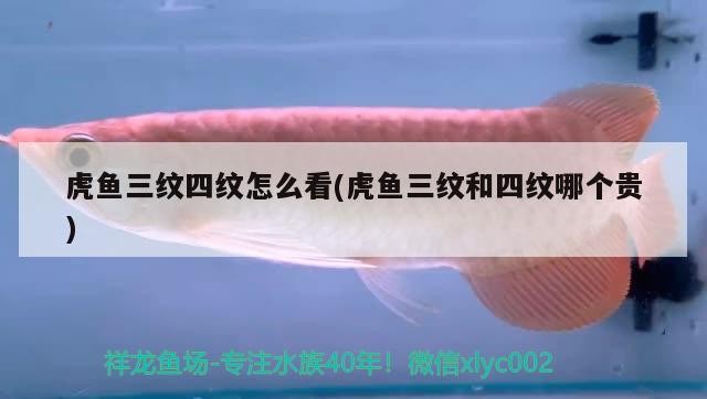 虎魚三紋四紋怎么看(虎魚三紋和四紋哪個貴)
