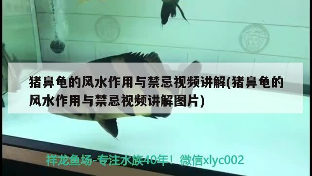 豬鼻龜的風水作用與禁忌視頻講解(豬鼻龜的風水作用與禁忌視頻講解圖片)