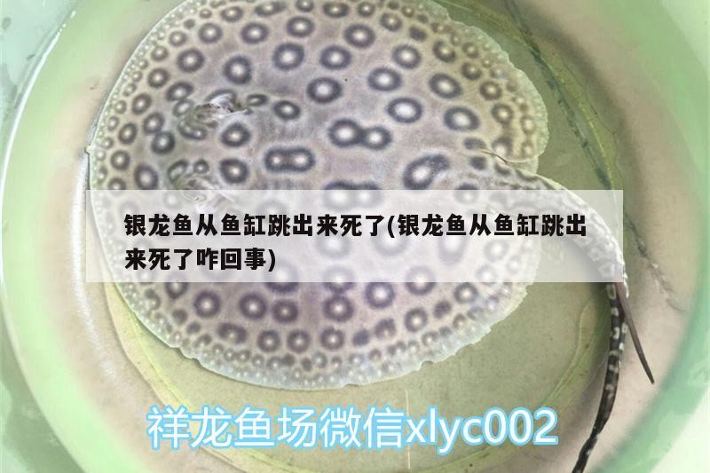 銀龍魚從魚缸跳出來死了(銀龍魚從魚缸跳出來死了咋回事)