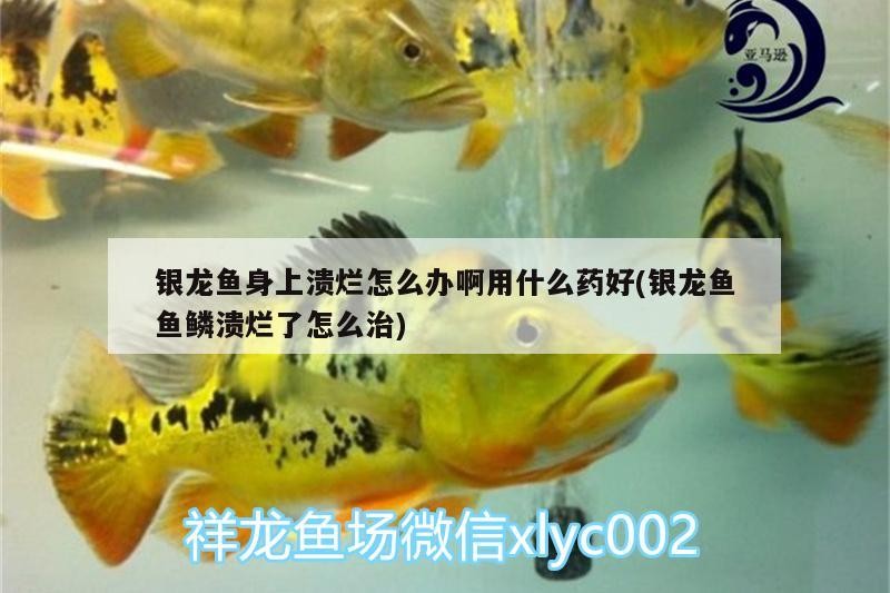 銀龍魚身上潰爛怎么辦啊用什么藥好(銀龍魚魚鱗潰爛了怎么治)