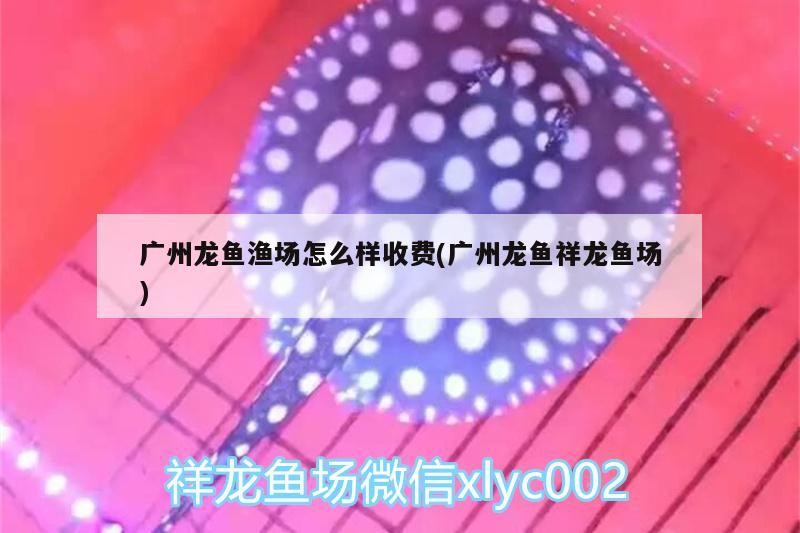 銀龍魚怎么發(fā)色好看圖片視頻(銀龍魚吃什么發(fā)色最好)