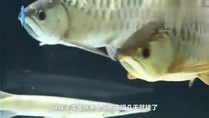 家里龍魚死了預示什么意思