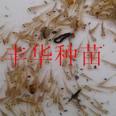 銀龍魚和紅龍魚：銀龍魚與紅龍魚混養指南