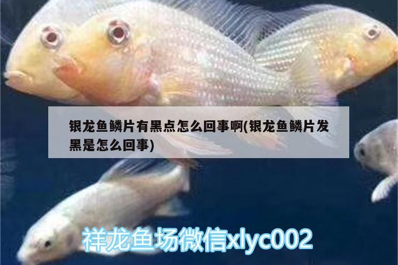 銀龍魚鱗片有黑點怎么回事啊(銀龍魚鱗片發(fā)黑是怎么回事)