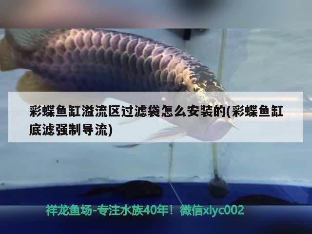 魚缸水質(zhì)調(diào)節(jié)劑的使用（魚缸水質(zhì)調(diào)理劑）