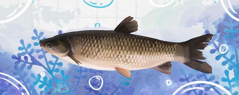 濮陽二手魚缸轉讓信息最新價格及圖片(濮陽二手魚缸轉讓信息最新價格及圖片大全)