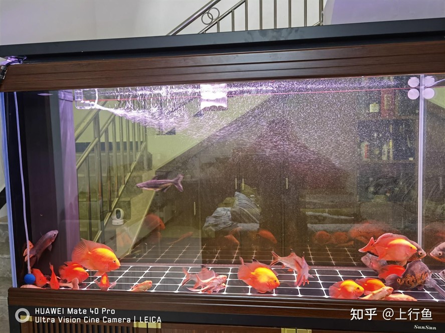 大型魚缸底濾遇停電怎么辦：大型魚缸底濾停電后的處理方案：大型魚缸底濾停電后的處理方法