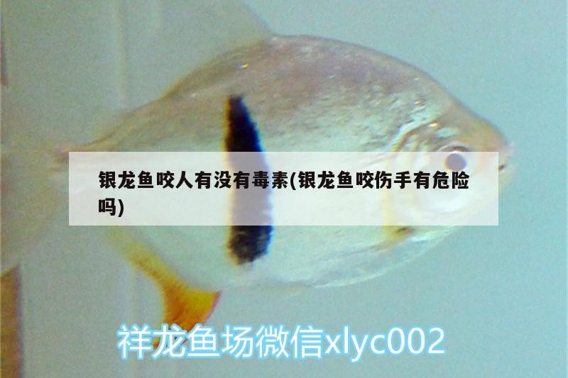 銀龍魚咬人有沒有毒素(銀龍魚咬傷手有危險嗎) 銀龍魚咬人有沒有毒素(銀龍魚咬傷手有危險嗎) 銀龍魚百科