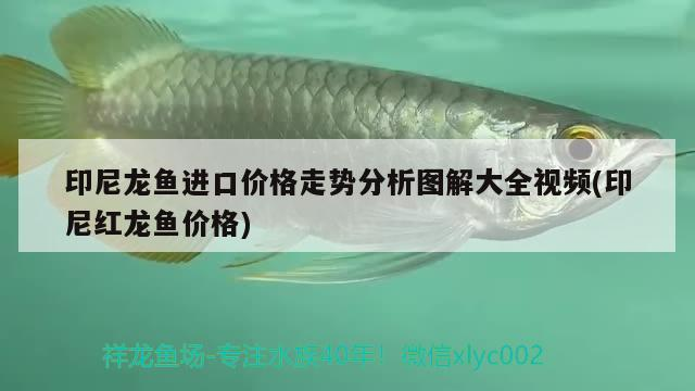 印尼龍魚進口價格走勢分析圖解大全視頻(印尼紅龍魚價格)