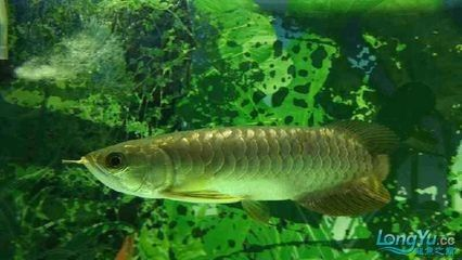 龍魚斷尾后重新長出來是什么樣