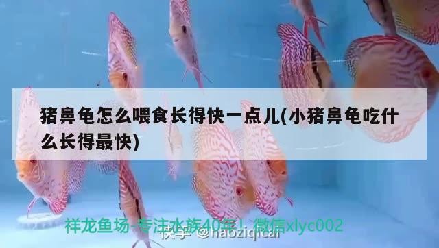 豬鼻龜怎么喂食長得快一點兒(小豬鼻龜吃什么長得最快)