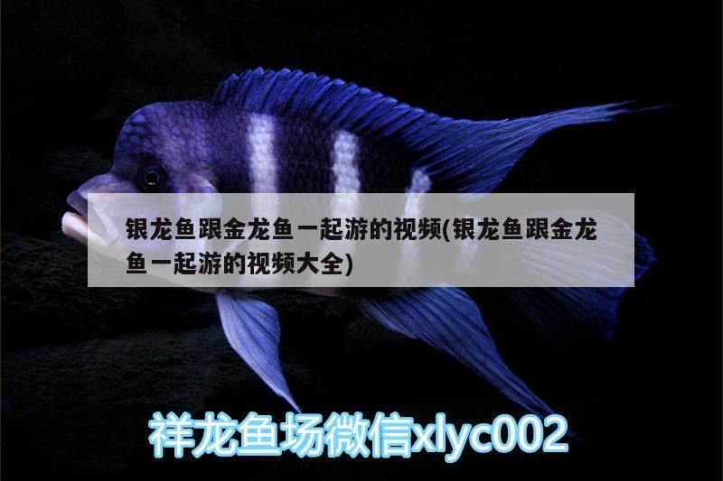 銀龍魚跟金龍魚一起游的視頻(銀龍魚跟金龍魚一起游的視頻大全)