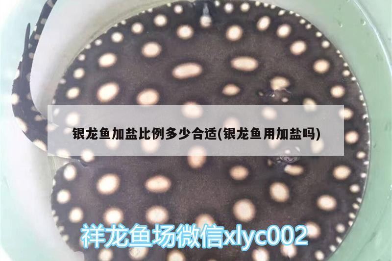 銀龍魚加鹽比例多少合適(銀龍魚用加鹽嗎) 銀龍魚加鹽比例多少合適(銀龍魚用加鹽嗎) 銀龍魚百科