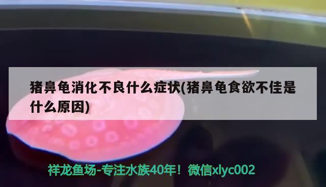 豬鼻龜消化不良什么癥狀(豬鼻龜食欲不佳是什么原因)