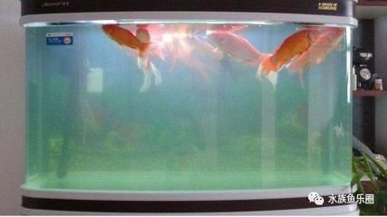 養虎魚水溫(養虎魚需要多少度)