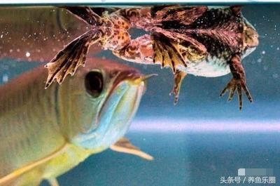 龍魚愛吃活食怎么辦呢