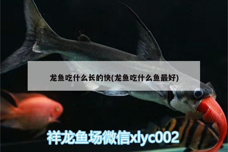 龍魚吃什么長的快(龍魚吃什么魚最好)