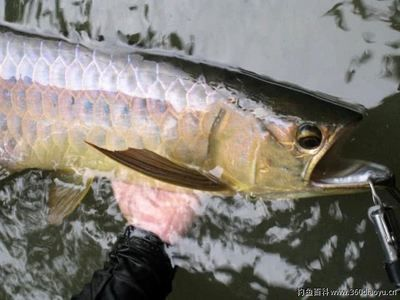 金龍魚跟紅龍魚哪個好釣：金龍魚與紅龍魚在釣魚時各有特點，選擇哪種魚更好釣取決于多種因素 金龍魚跟紅龍魚哪個好釣：金龍魚與紅龍魚在釣魚時各有特點，選擇哪種魚更好釣取決于多種因素 紅龍魚百科 第3張