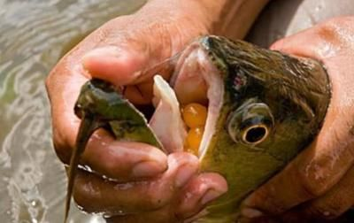 金龍魚跟紅龍魚哪個好釣：金龍魚與紅龍魚在釣魚時各有特點，選擇哪種魚更好釣取決于多種因素 金龍魚跟紅龍魚哪個好釣：金龍魚與紅龍魚在釣魚時各有特點，選擇哪種魚更好釣取決于多種因素 紅龍魚百科 第4張