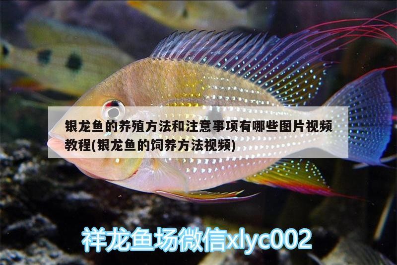 銀龍魚的養殖方法和注意事項有哪些圖片視頻教程(銀龍魚的飼養方法視頻)