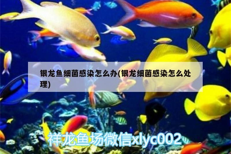 小型魚 銀龍魚細菌感染怎么辦(銀龍細菌感染怎么處理) 銀龍魚百科 銀龍魚細菌感染怎么辦(銀龍細菌感染怎么處理) 銀龍魚細菌感染怎么辦(銀龍細菌感染怎么處理) 銀龍魚百科