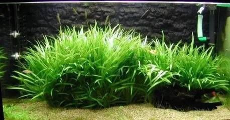 大魚缸水草修剪方法：大魚缸水草斷裂剪水草是一項重要的維護工作見仁見智