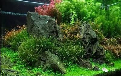 大魚缸水草修剪方法：大魚缸水草斷裂剪水草是一項重要的維護工作見仁見智