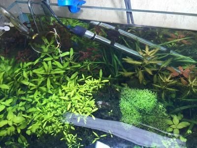 大魚缸水草修剪方法：大魚缸水草斷裂剪水草是一項重要的維護工作見仁見智