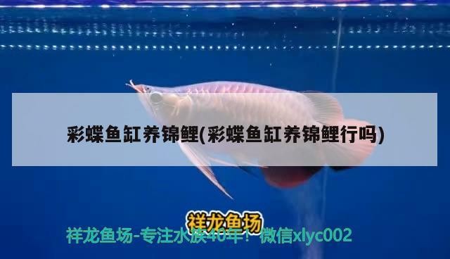 彩蝶魚(yú)缸養(yǎng)錦鯉(彩蝶魚(yú)缸養(yǎng)錦鯉行嗎)