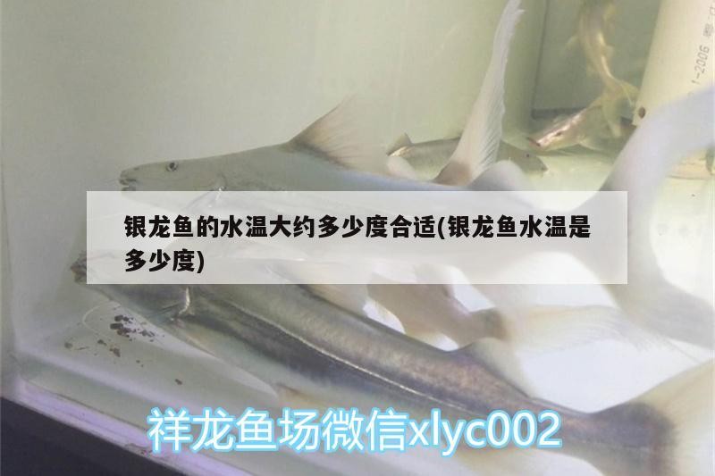 銀龍魚的水溫大約多少度合適(銀龍魚水溫是多少度)