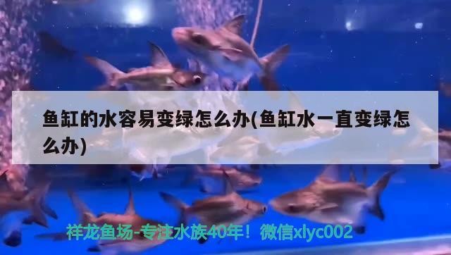 魚缸的水容易變綠怎么辦(魚缸水一直變綠怎么辦)