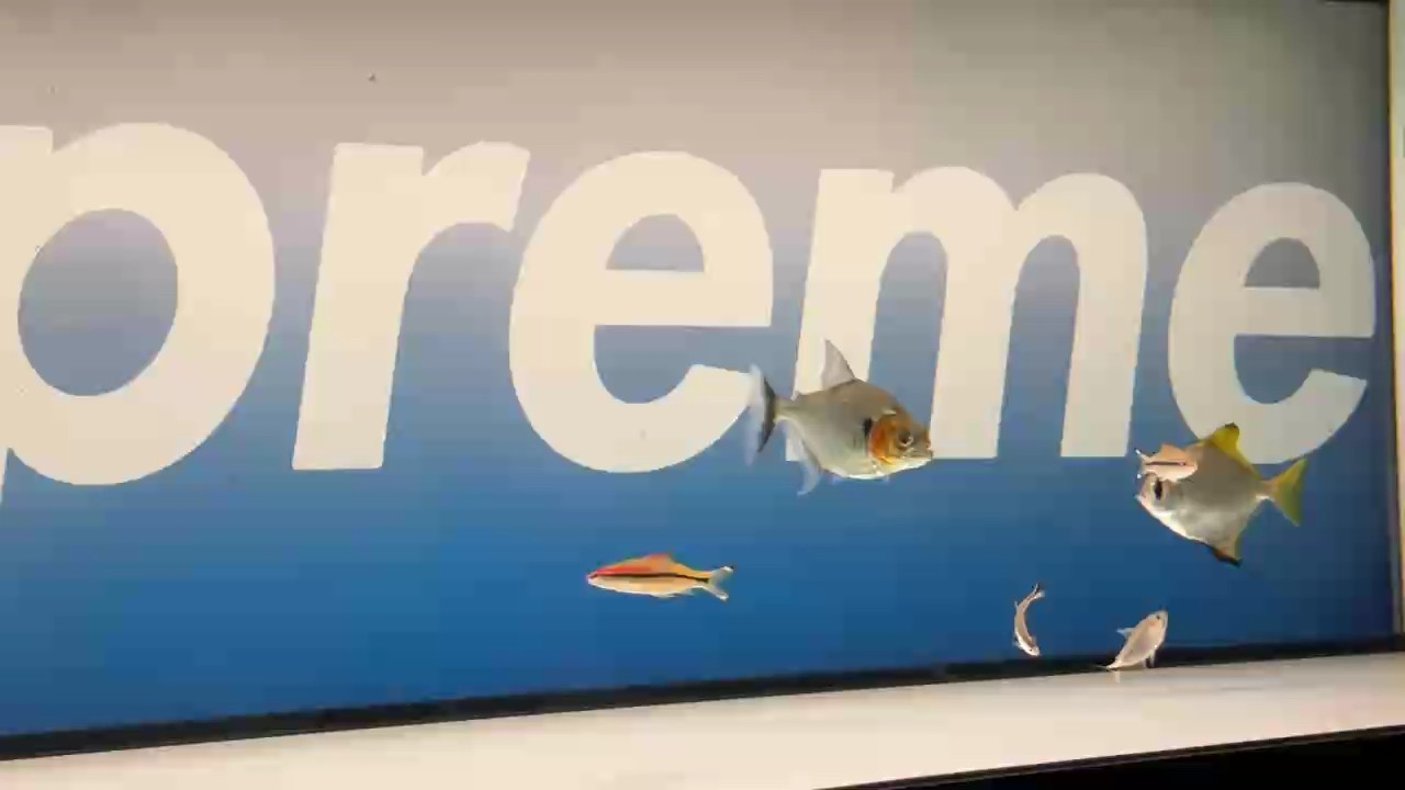 辛古水虎和龍魚混養