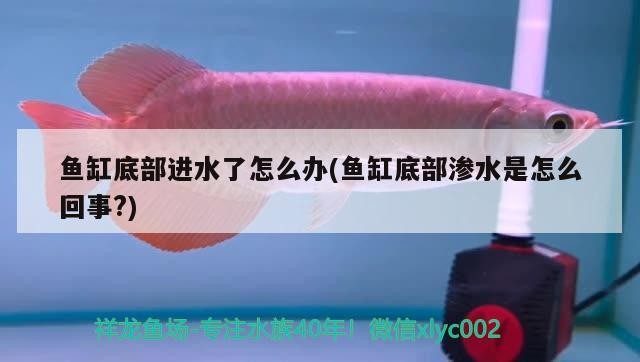 銀龍魚飼養方法圖解大全(銀龍魚飼養方法圖解大全集)