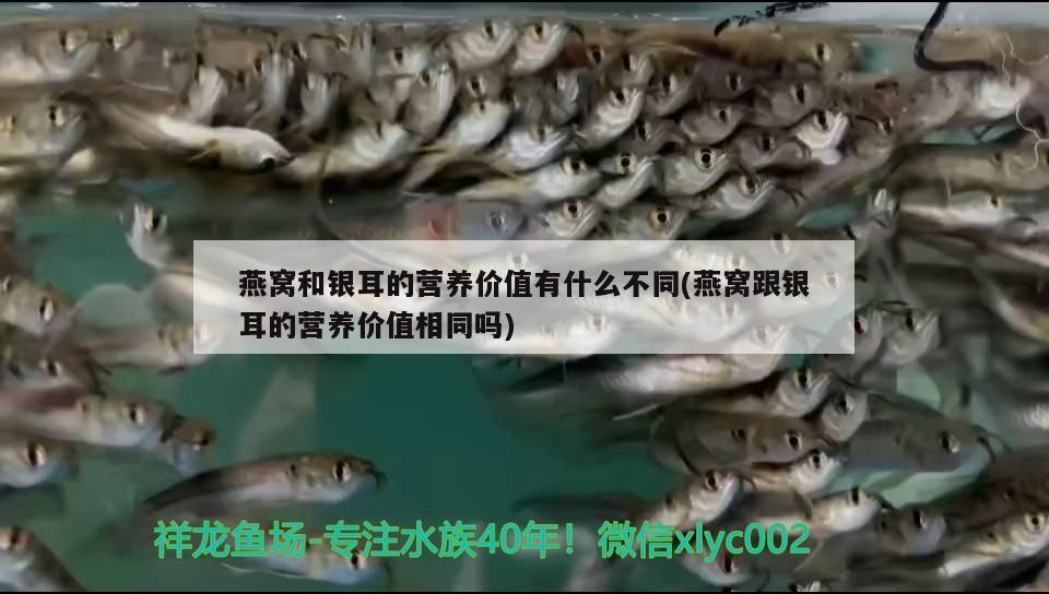 銀龍魚飼養方法圖解大全(銀龍魚飼養方法圖解大全集)