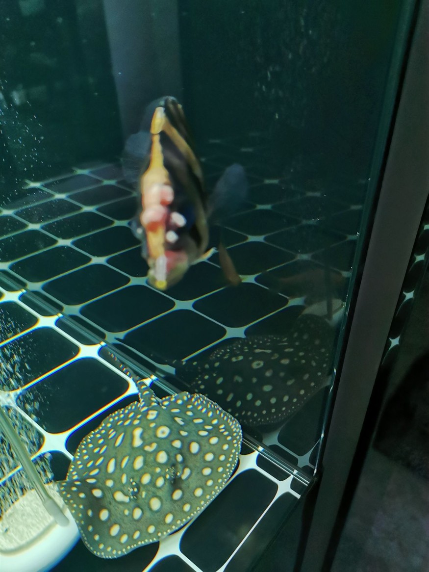這虎魚還有生存的希望么？