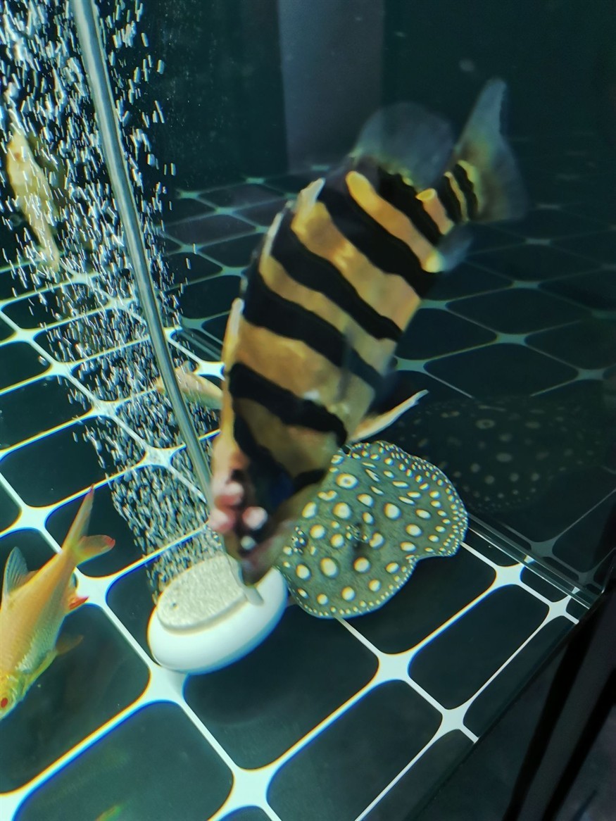 這虎魚還有生存的希望么？