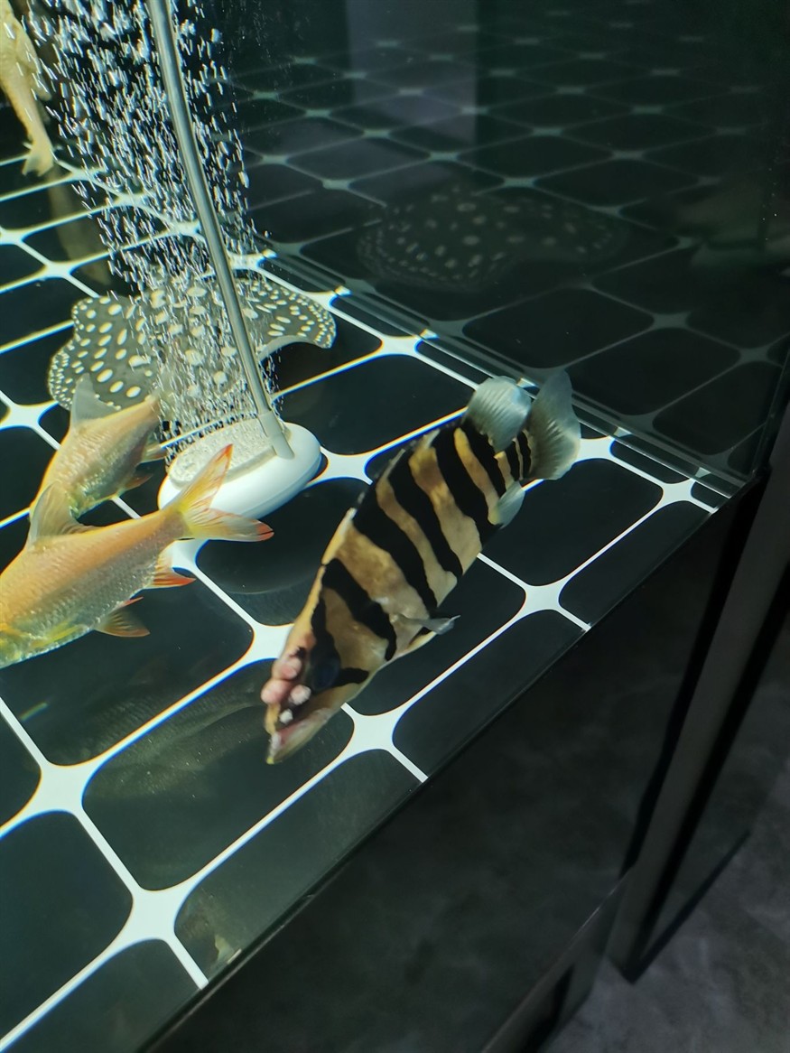 這虎魚還有生存的希望么？