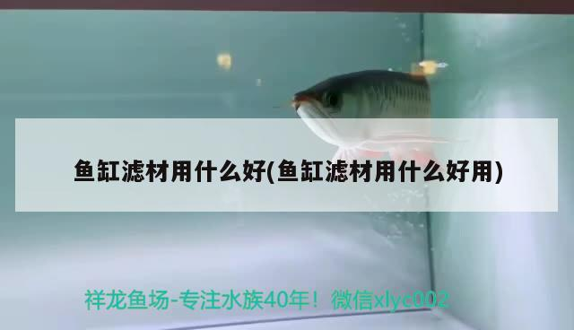 朋友家養的 朋友家養的 虎魚百科 第2張