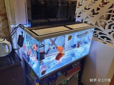 不用加熱的小型魚缸：中國野生小型觀賞魚的養(yǎng)殖技巧在中國野生小型觀賞魚的養(yǎng)殖技巧