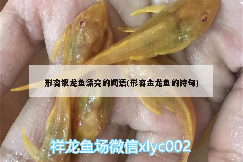 形容銀龍魚漂亮的詞語(形容金龍魚的詩句) 形容銀龍魚漂亮的詞語(形容金龍魚的詩句) 銀龍魚百科