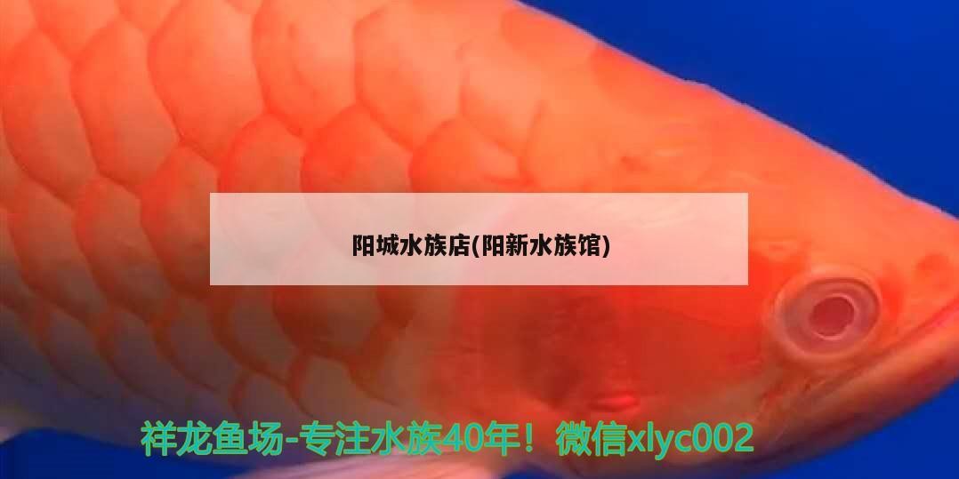 陽城水族店(陽新水族館)