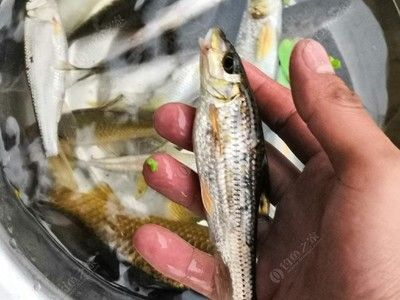 廣佛花魚之家怎么樣啊知乎貼吧（關于廣佛花魚之家的一些事） 廣佛花魚之家怎么樣啊知乎貼吧（關于廣佛花魚之家的一些事） 森森魚缸 第4張