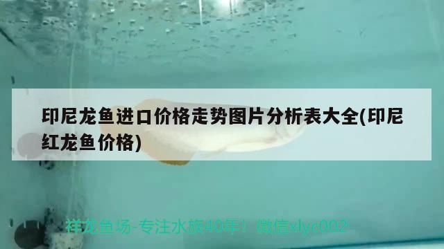 印尼龍魚進口價格走勢圖片分析表大全(印尼紅龍魚價格)