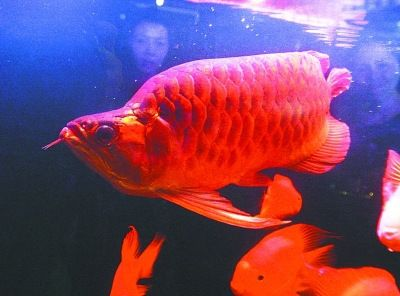 武漢紅龍魚拍賣：關于武漢紅龍魚拍賣的詳細信息 武漢紅龍魚拍賣：關于武漢紅龍魚拍賣的詳細信息 紅龍魚百科 第3張